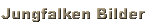 Jungfalken